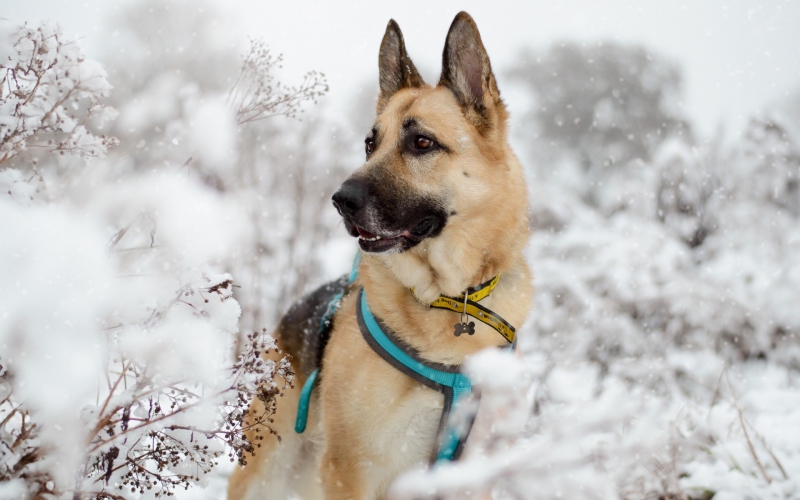 Stay Out of the Water:- Dogs Trust Merseyside Urges Dog Owners to Avoid Ice and Flood Water 