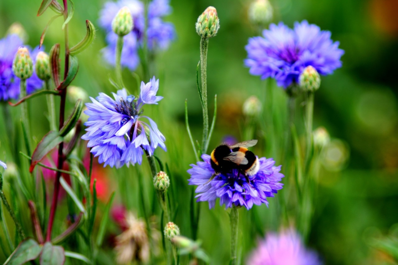 Dobbies creates a buzz with free workshops in Southport