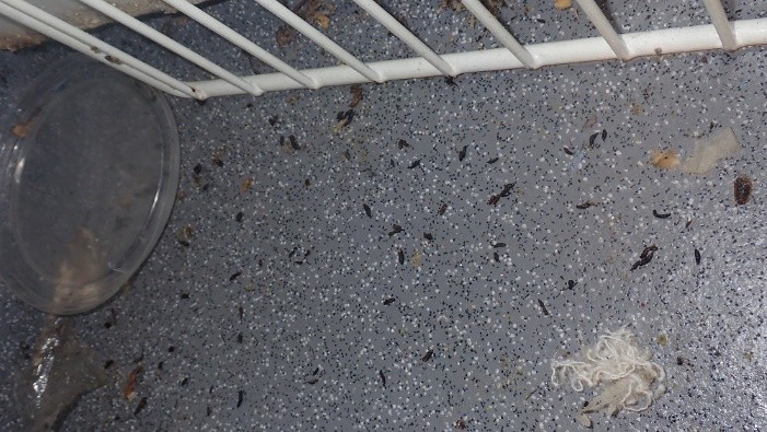 Richmond Tavern fined for rodent infestation