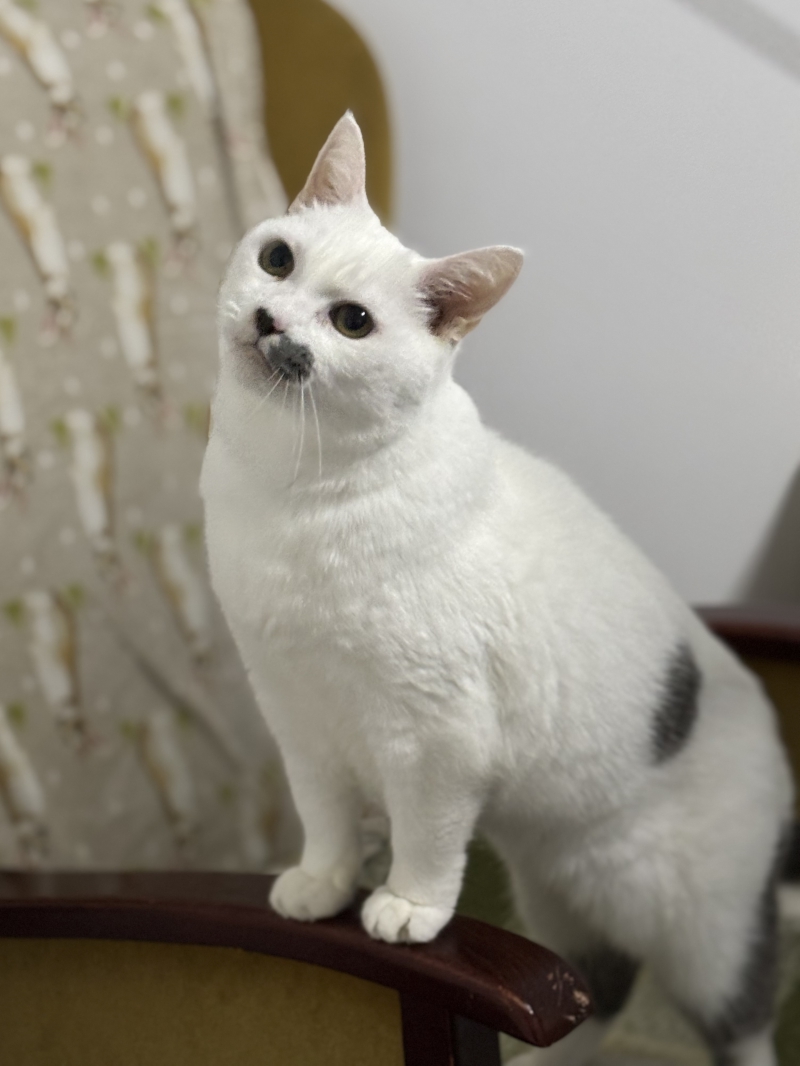 Cat crisis:- Urgent Adoptober plea as record 1,700 cats in RSPCA care