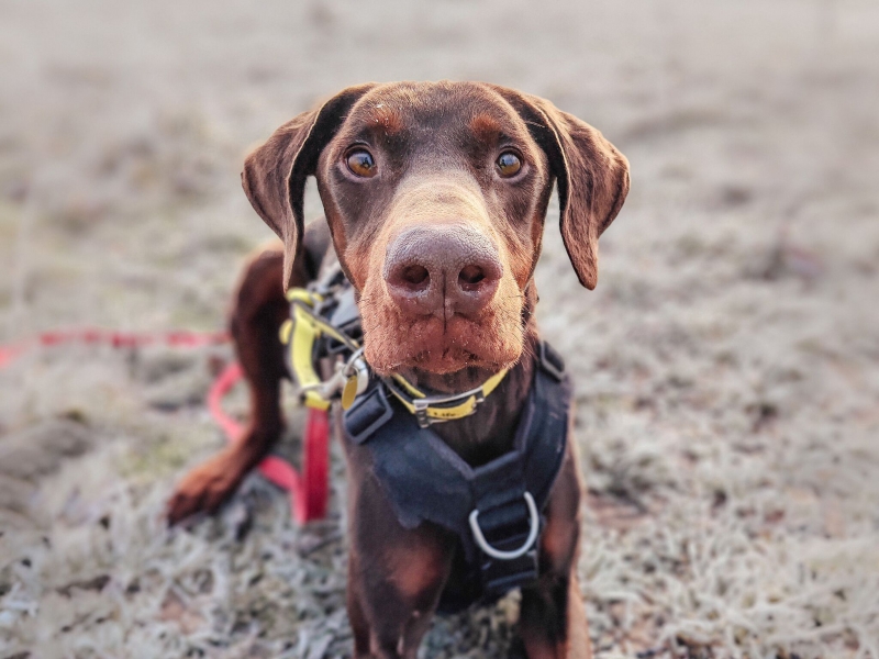 As freezing weather hits, Dogs Trust Merseyside warns owners to wipe pooches’ paws after walks to avoid illness