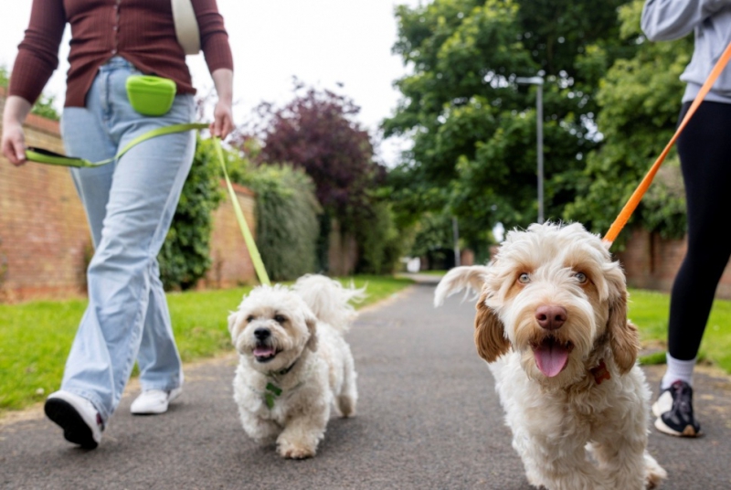 Renewed rules help dogs stay on their best behaviour 