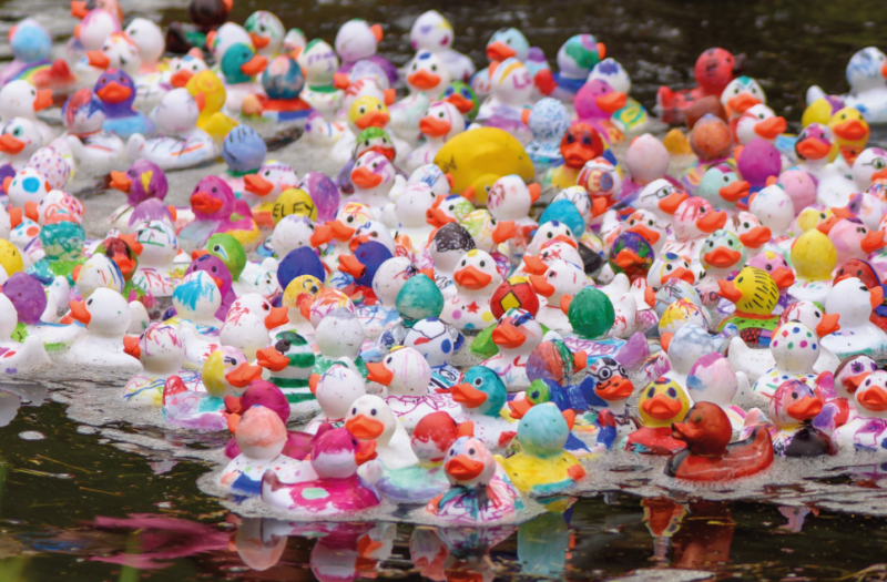 The Annual Duck Race Returns to Martin Mere