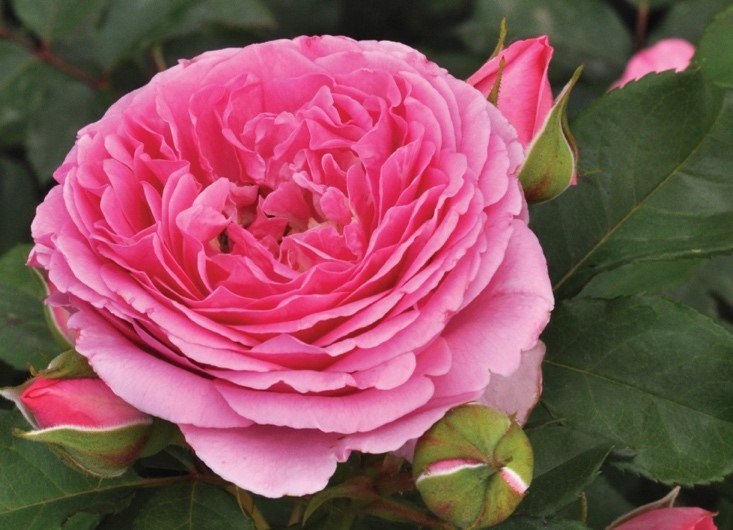 Roses bloom with free Grow How session at Dobbies’ Southport store