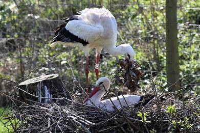 WWT Martin Mere celebrates best year for hatchlings!