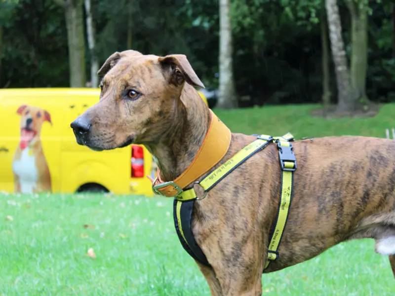 Dogs Trust Merseyside reminds owners to “Check the Chip”