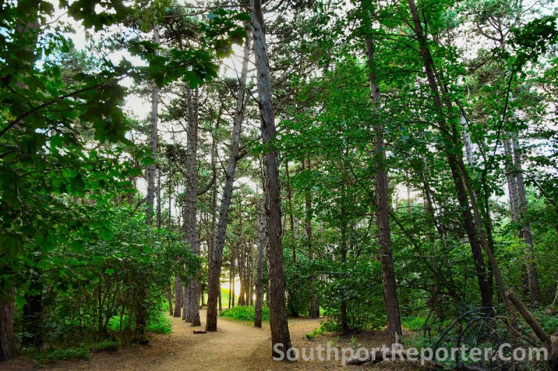 FREE walk and talks in Formby Pinewoods...