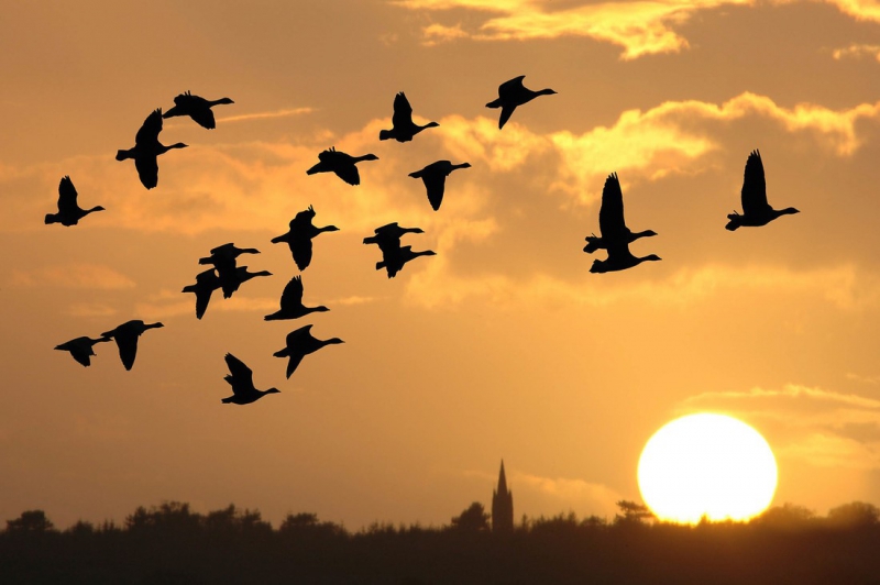 The North West Bird Watching Festival is only 1 month away at Lancashire’s WWT Martin Mere Wetland Centre!