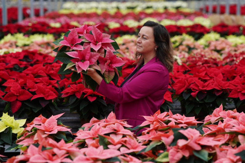 Help your Poinsettia flourish through the festive period with Dobbies’ Southport store free Grow How session